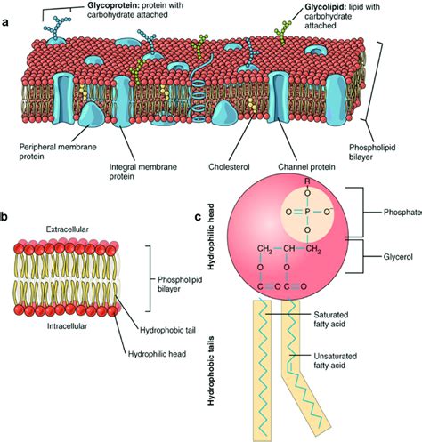 Phospholipid In Cell Membrane