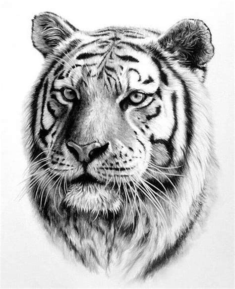 Tiger Drawing Tattoo