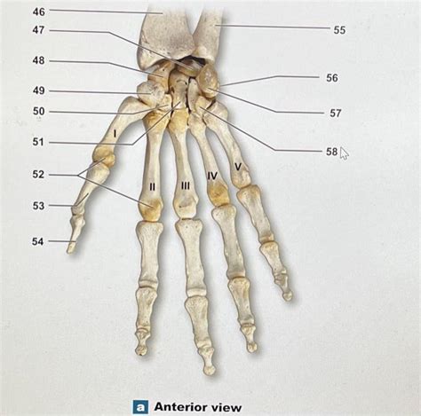 Solved a Anterior view | Chegg.com