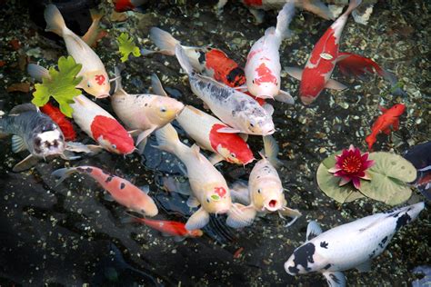 Koi Fish Pond Wallpapers - Top Free Koi Fish Pond Backgrounds ...