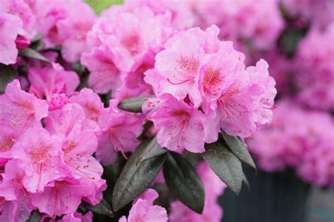 Ten Top Rhododendrons to Grow in Your Yard | HGTV