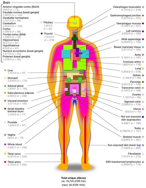 Gene Expression Map of Human Body Gives Value to Variants | ALZFORUM