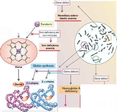 Hemoglobin Synthesis Pathway