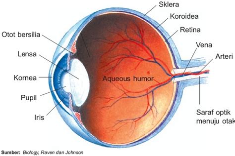 Struktur Mata Sebagai Indra Penglihatan dan Kelainan Pada Mata Manusia ...