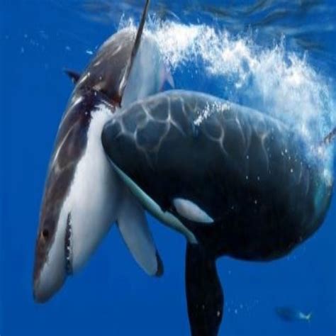 Killer Whale Vs Great White - Orca Kills Shark and Wins Fight | Reckon Talk