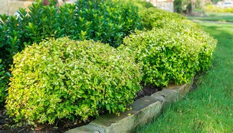 7 Texas Evergreen Shrubs Perfect for Your North Texas Landscape