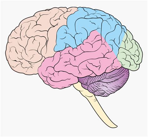 Download Blank Brain Diagram Pictures | Diagram Anatomy