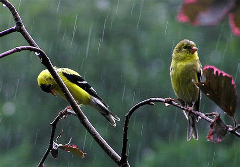 Birds Flying in the Rain – Ornithology