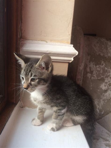 1 male siamese tabby mix kitten avalible | in Hillingdon, London | Gumtree