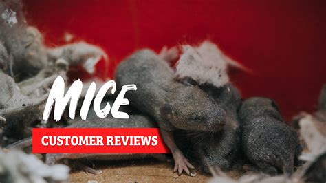 Mice Control & Removal Services