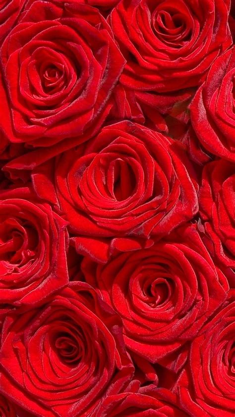 837 Background Flower Red Rose Images - MyWeb