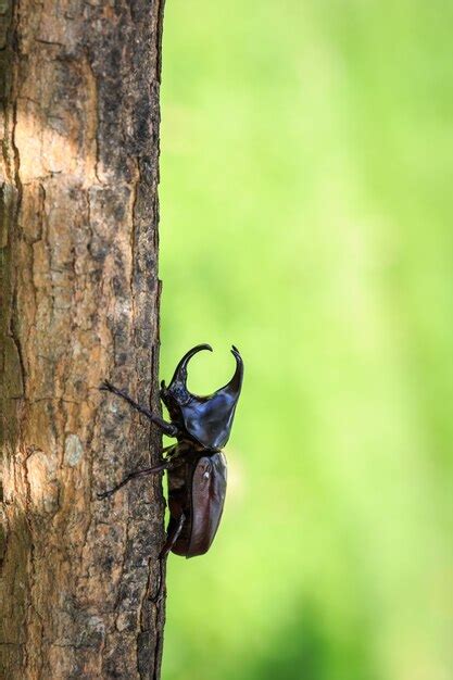 Premium Photo | Close up male fighting beetle (rhinoceros beetle) on tree