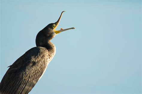 Cormorant - Artur Rydzewski nature photography