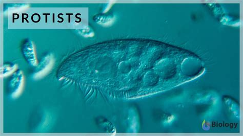 Protist - Definition and Examples - Biology Online Dictionary