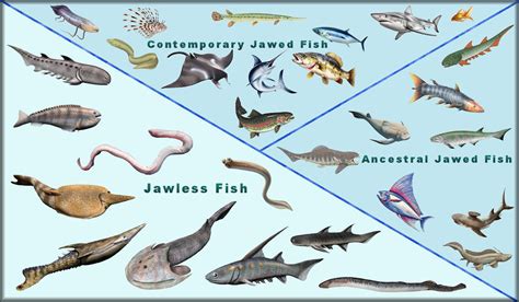 Visual family tree of Fish