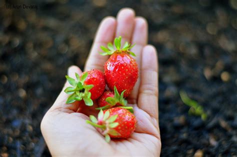 organic gardening: Organic strawberry planting