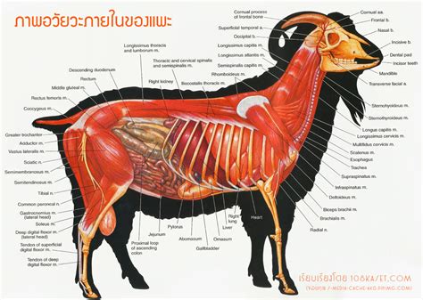 Goat Anatomy Diagram