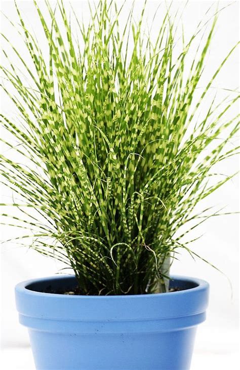 Indoor Grass Plants - Plants BR