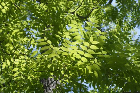 Eastern black walnut stock photo. Image of leaves, outdoors - 249937520