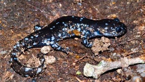 Blue Spotted Salamander Facts and Pictures