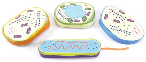 Cell Structure 3-D Model Ki | Flinn Scientific