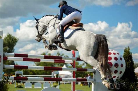 Best Horse Breeds For Jumping - Pets Beast