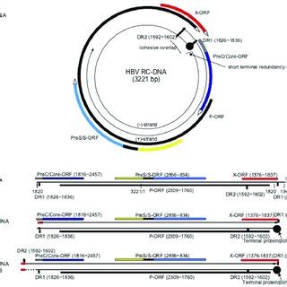 Human hepatitis B virus (HBV) DNA replication intermediates and ...