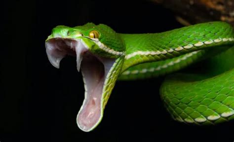 How snakes got their fangs – News