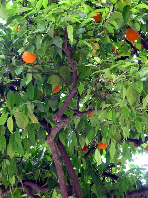 File:Orange Tree.jpg - Wikimedia Commons