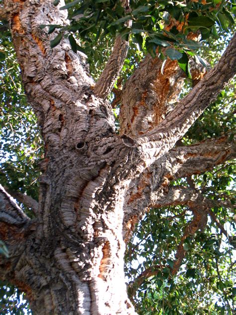 Cork Oak Free Stock Photo - Public Domain Pictures