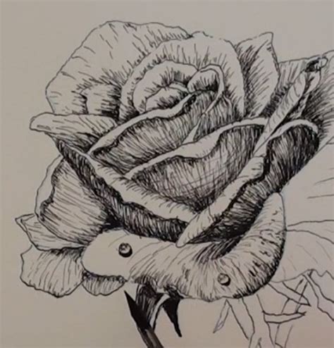 How to Draw a Rose in Pen and Ink — Online Art Lessons