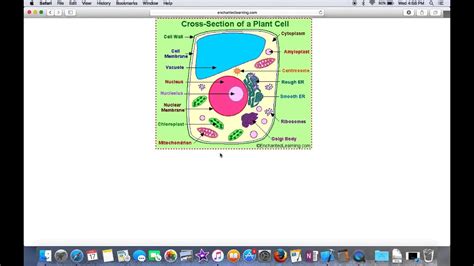 Functions Of Plant Cell Parts