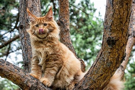 The Majestic Maine Coon Cats: 13 Important Things You Need To Know