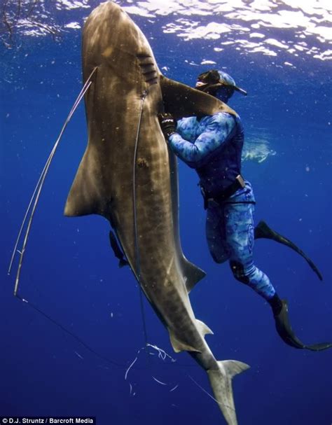 Spearing sharks - General Spearfishing Discussion - Spearfishing World ...