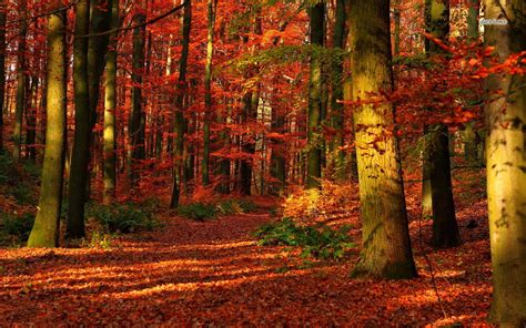 🔥 [50+] Autumn Forest Desktop Wallpapers | WallpaperSafari