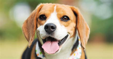 Beagles: Everything You Need To Know