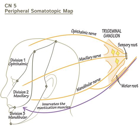 Neuroanatomy Glossary: Trigeminal Nerve (CN 5) | Draw It to Know It