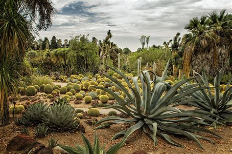 Succulents At Huntington Desert Garden No. 3 Photograph by Belinda Greb