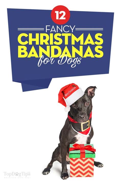 Top 12 Best Christmas Dog Bandanas to Dress Up Your Fido