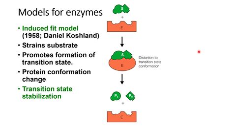 Enzyme Structure And Function