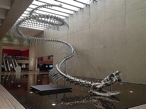 Snakes: Fossil of largest snake found in Colombia