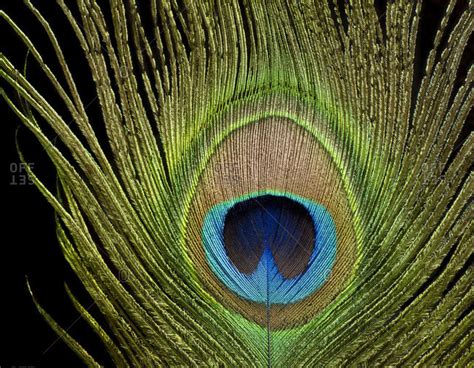 Peacock eye, peacock feather, close-up against black background stock ...