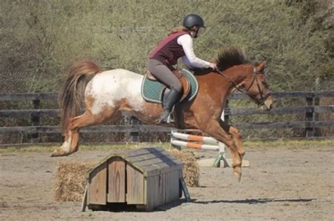 Horse Jumping 101: Best Tips For Beginners