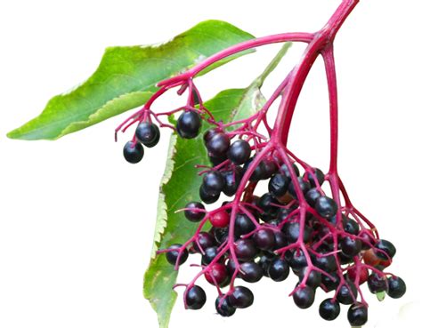 Bilberry vs. blueberry - what are the key differences? – Purple Superfoods