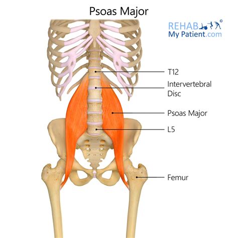 Psoas Muscle Location