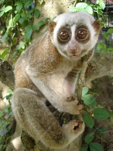 Meet the slow loris - Wildlife Alliance