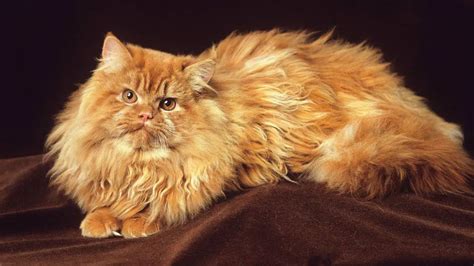 Persian Cat 101: Their Story & All You Need to Know