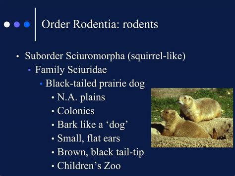 Order Rodentia: rodents