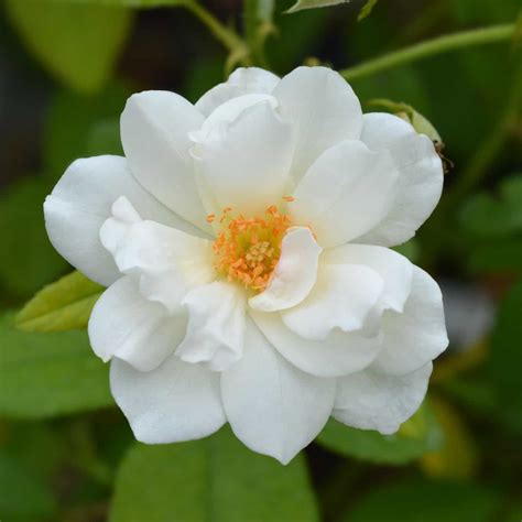 10 white roses to grow ???????? Best varieties to add elegance to your ...