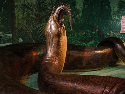 Photoblog: Titanoboa: Monster Snake Exhibit – The Academy of Natural ...